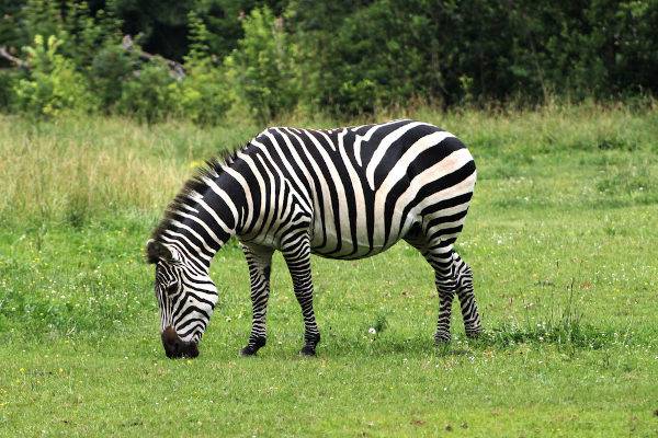 zebra do campo 