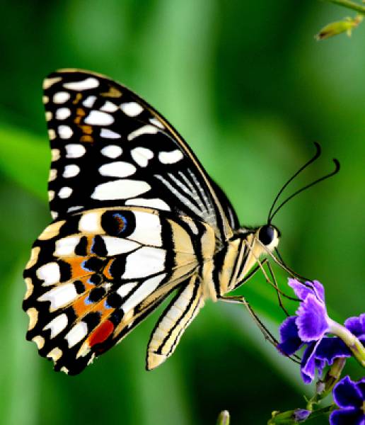 borboleta colorida 