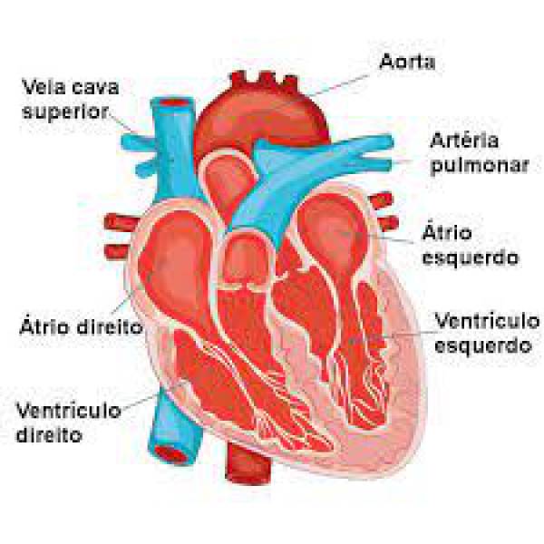 Sistema cardiovascular   - site efuturo.com.br