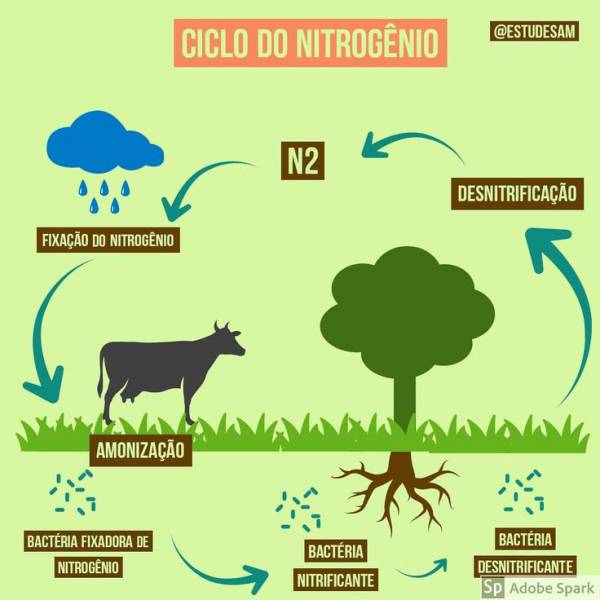 ciclo do nitrogênio   - site efuturo.com.br