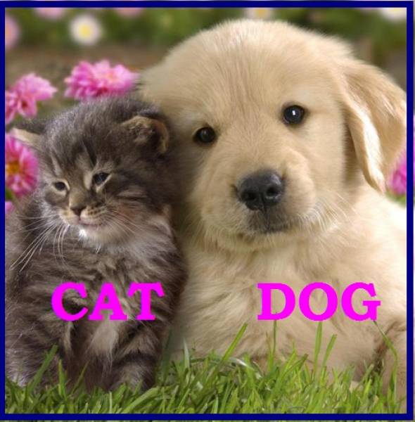 CAT AND DOG 