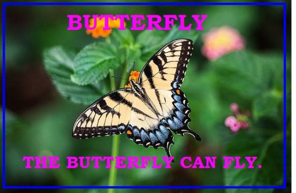 BUTTERFLY CAN FLY 