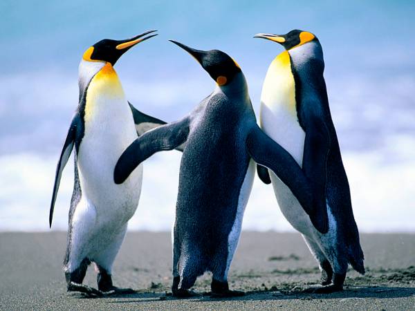 Pinguins   - site efuturo.com.br