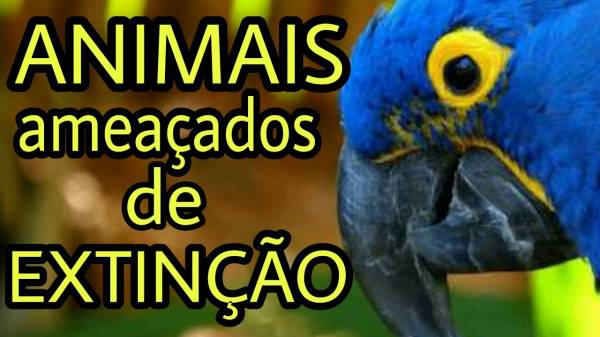 Animais em Extinção   - site efuturo.com.br
