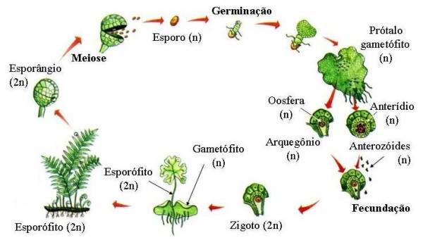 Quebrando as pteridófitas  Montando o ciclo de reprodução das pteridofitas - site efuturo.com.br