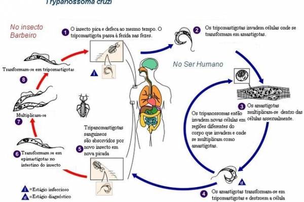 CHAGAS  Monte o ciclo da doença de chagas. - site efuturo.com.br