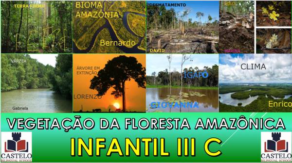 RASPADINHA DO INFANTI III C  VEGETAÇÃO DA FLORESTA AMAZÔNICA - site efuturo.com.br