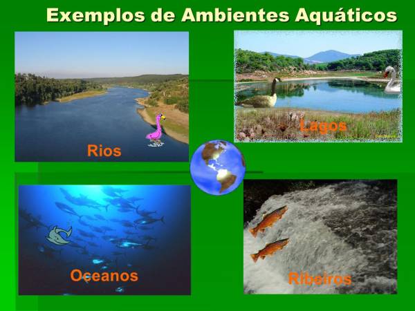 Quebra-cabeça  Ambientes aquáticos do planeta Terra - site efuturo.com.br