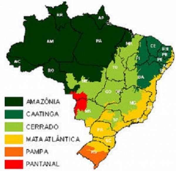 Biomas  Conhecendo os Biomas Brasileiros - site efuturo.com.br