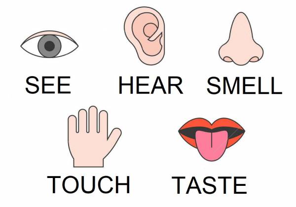 Five senses 