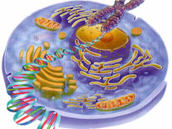 Biologia celular 
