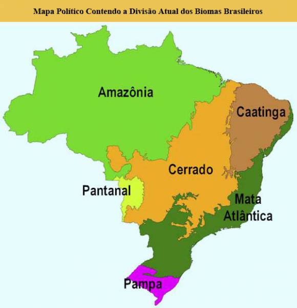 Tipos de Vegetação no Brasil  Nome das vegetações existentes no Brasil - site efuturo.com.br