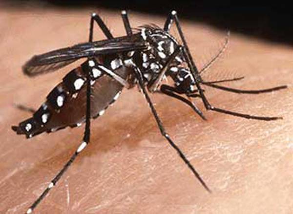 Quebra-cabeças mosquito da dengue 